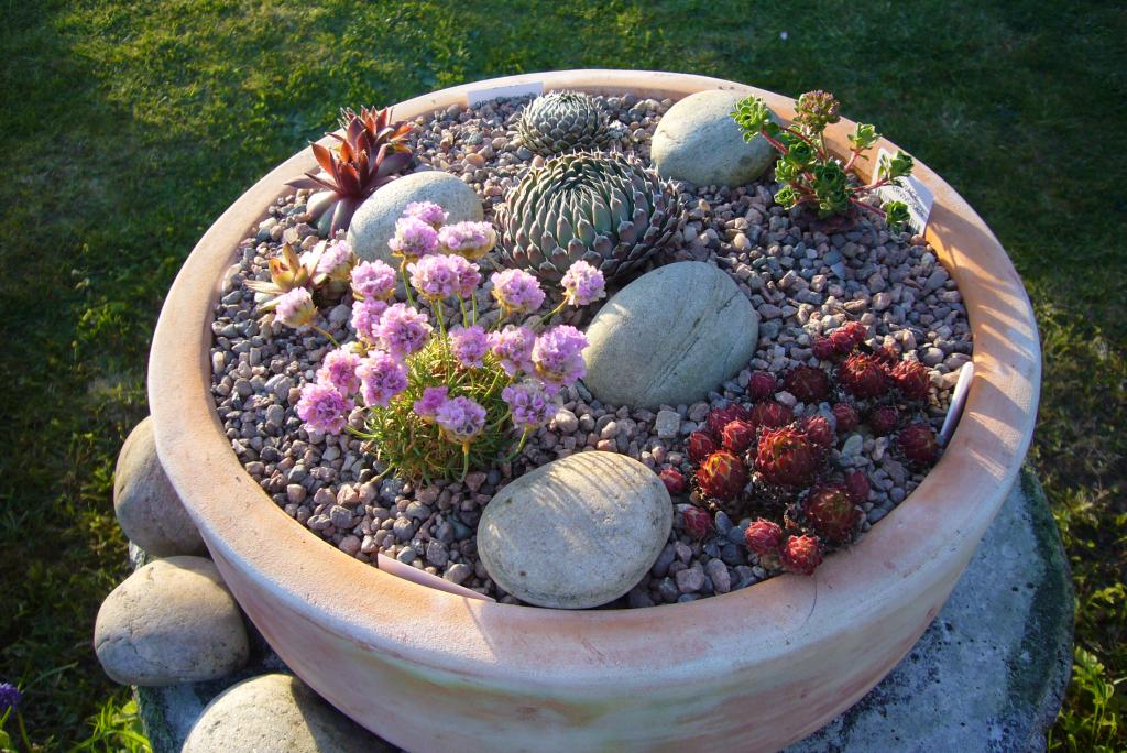 Spiky obsession Alpine planters updates