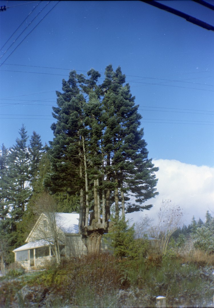 Vancouver Island Big Trees