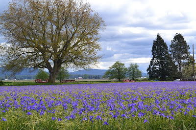 Skagit Valley's Purple Iris
