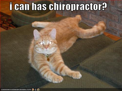 chiropractor+cat.jpg