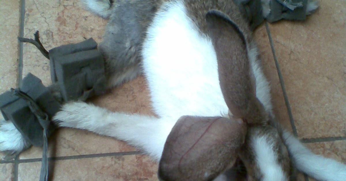 rabbit with broken legs