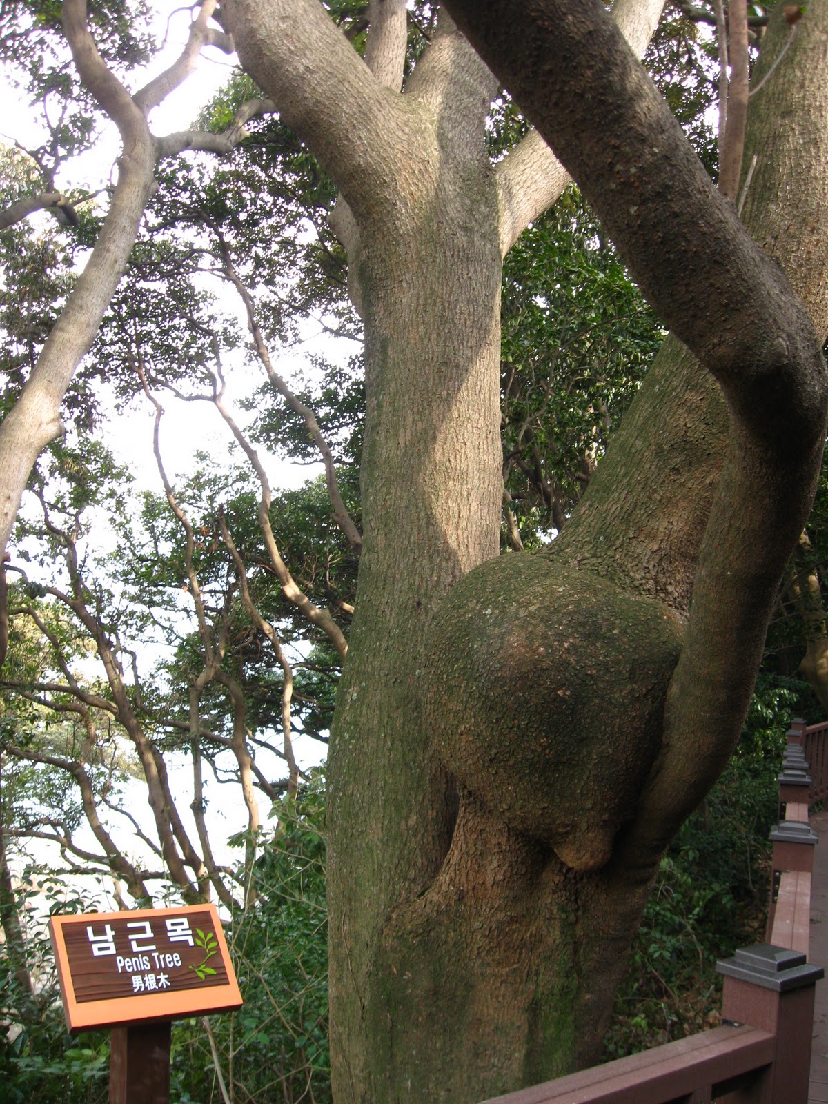 Penis Tree.
