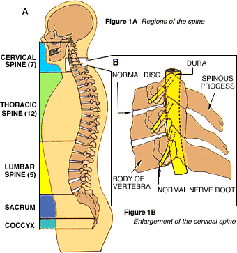 back bone anatomy