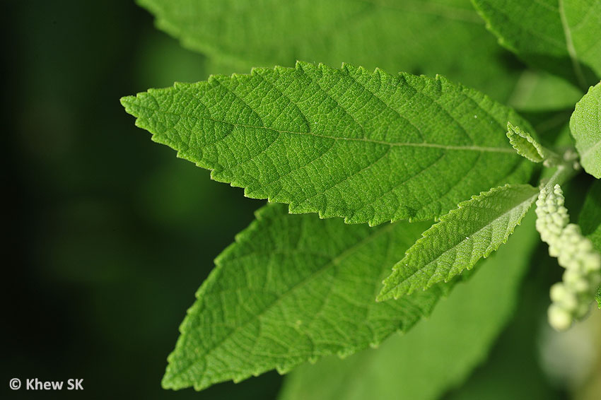 vine with alternating leaves