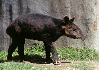 mountain tapir