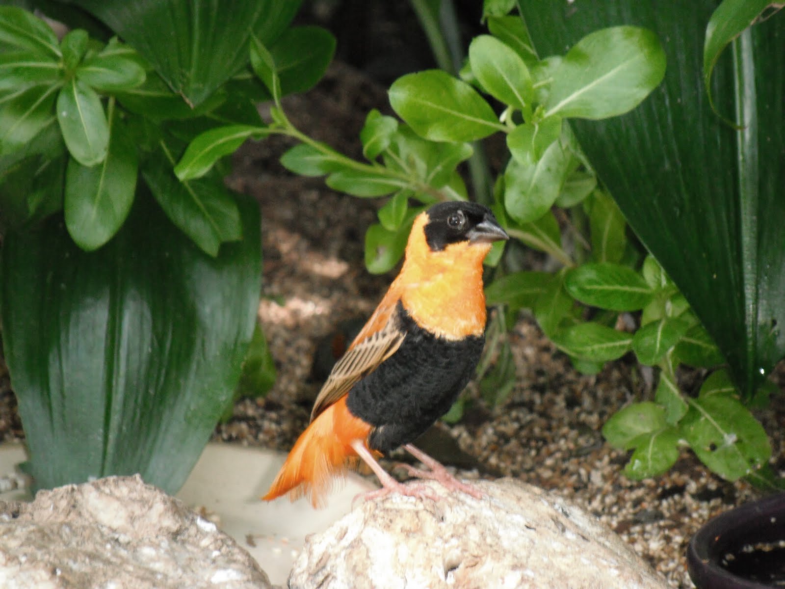 Weaver Finch