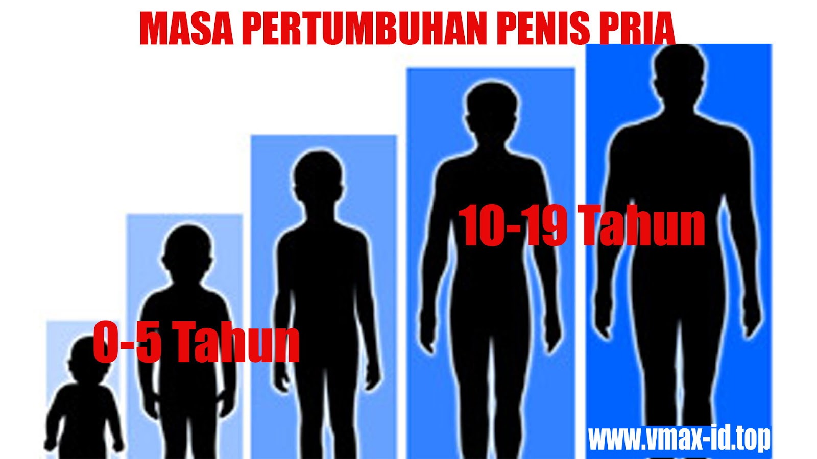 Masa Pertumbuhan Penis Pria