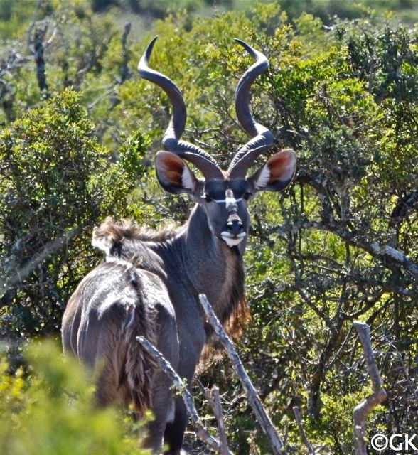 Sambesi-Großkudu (Strepsiceros zambesiensis)