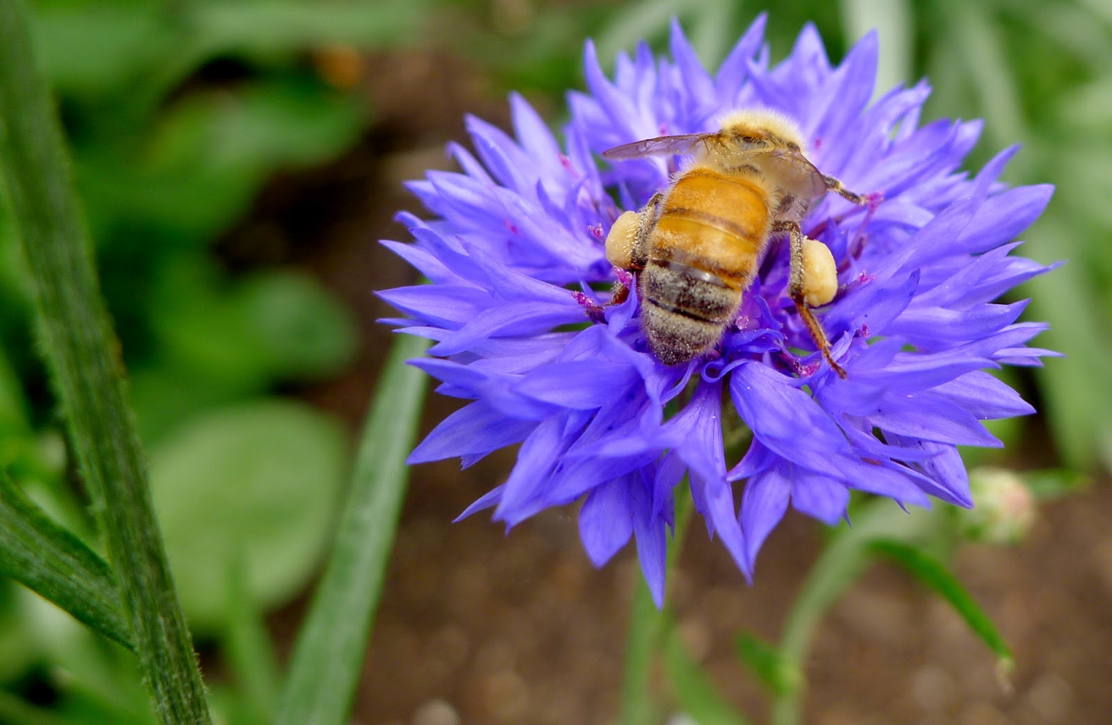 Honey Bee, pollinators, urban farming