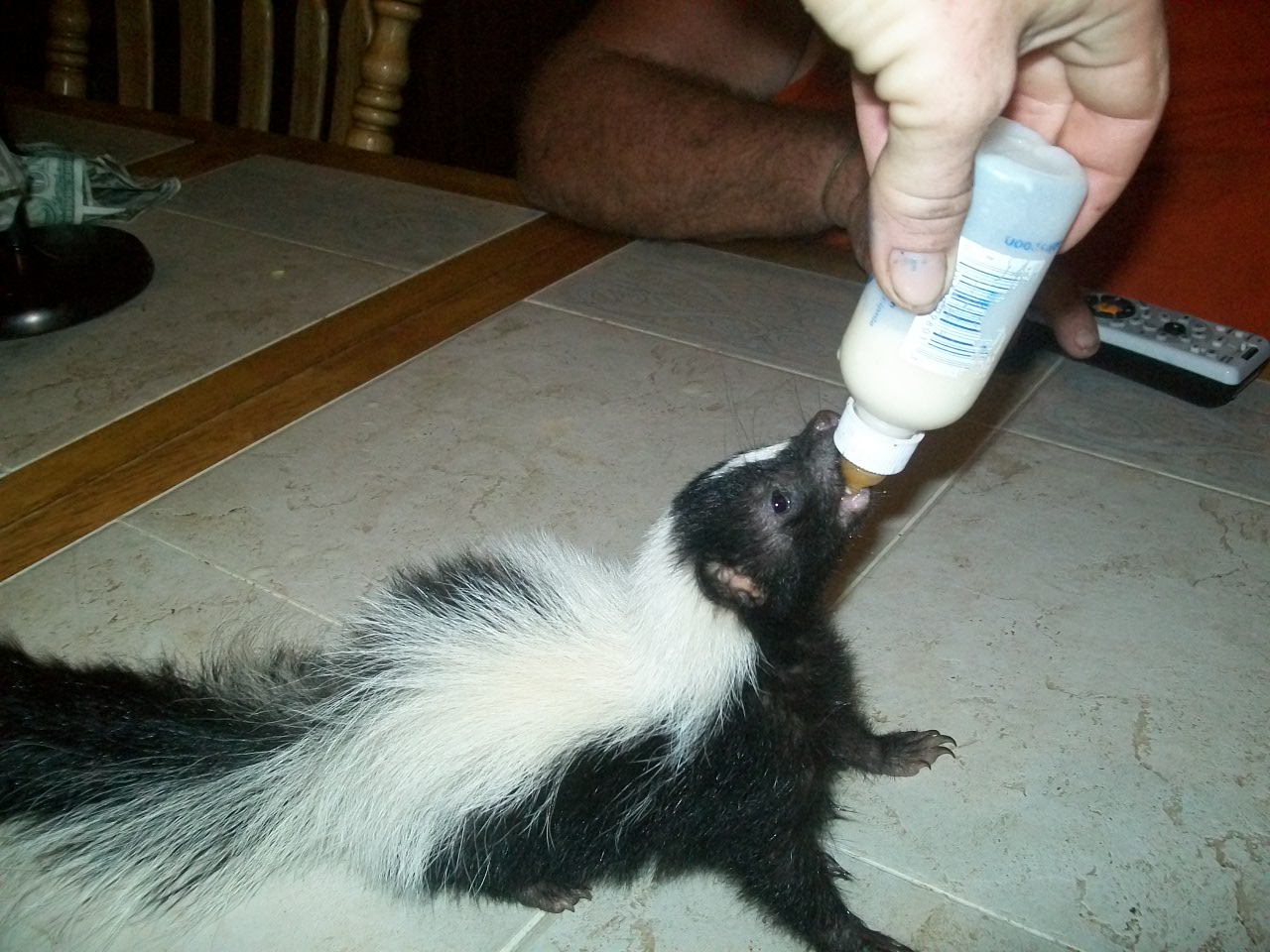 Comment nourrir un bébé Skunk ~ Comment Fait