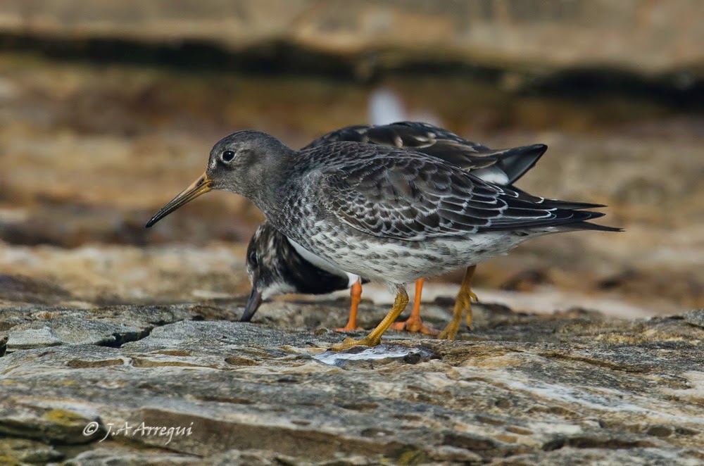 Correlimos oscuro, Calidris maritima, Purple Sandpiper Correlimos oscuro, Calidris maritima, Purple Sandpiper