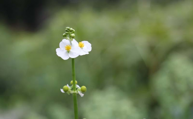 Broadleaf Arrowhead Flowers Pictures