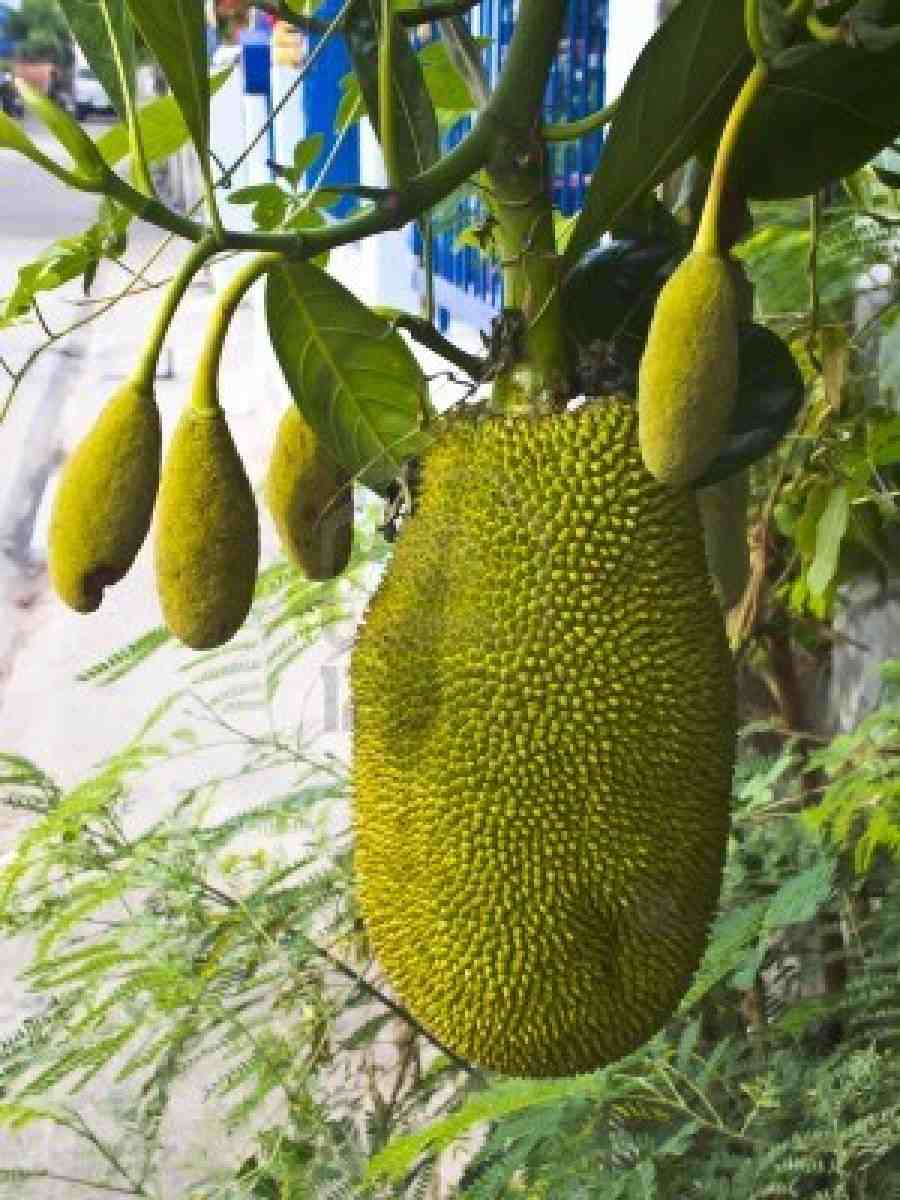 Trees Artocarpus heterophyllus Jackfruit Jack fruit