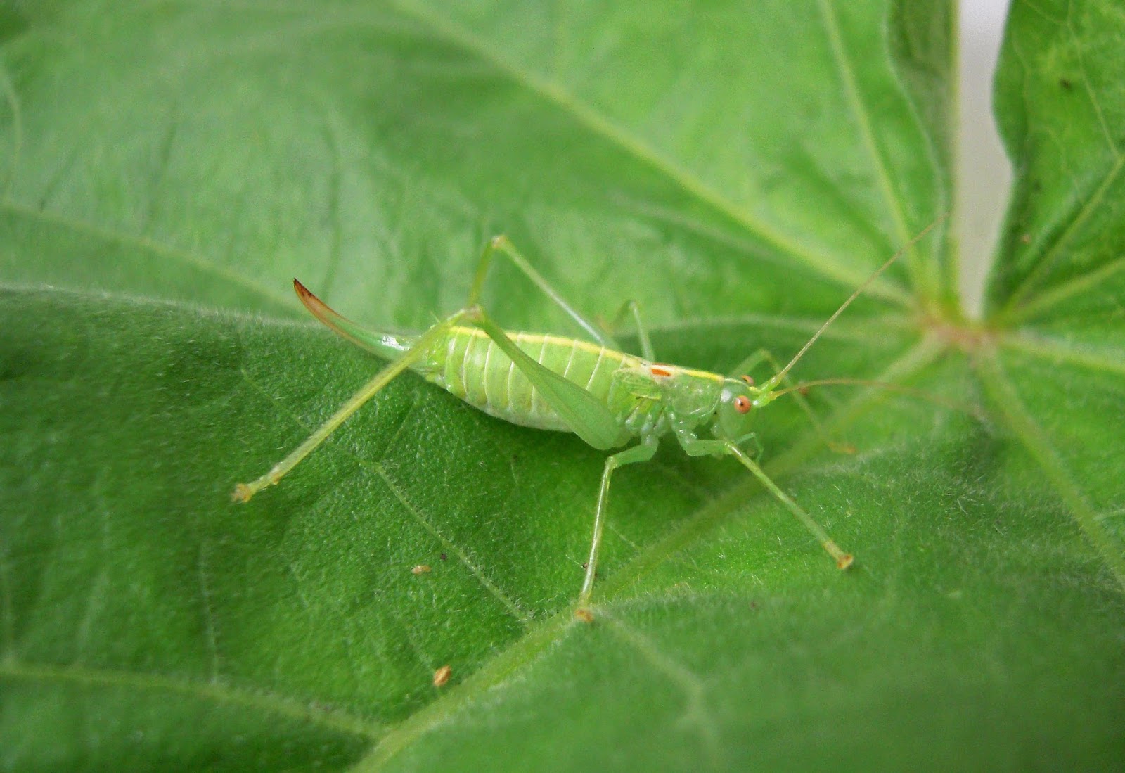 Dungeness Bird Observatory : Grasshoppers and Crickets