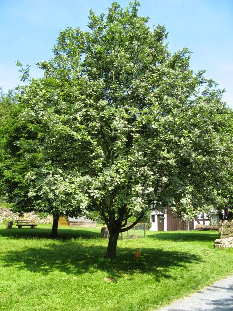 Trees Sorbus aria Whitebeam