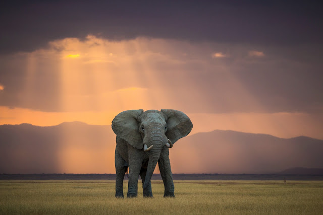 foto van ©Pieter Jacobus Ras beste FaceBook-foto van de World Elephant Day Photo Competition.