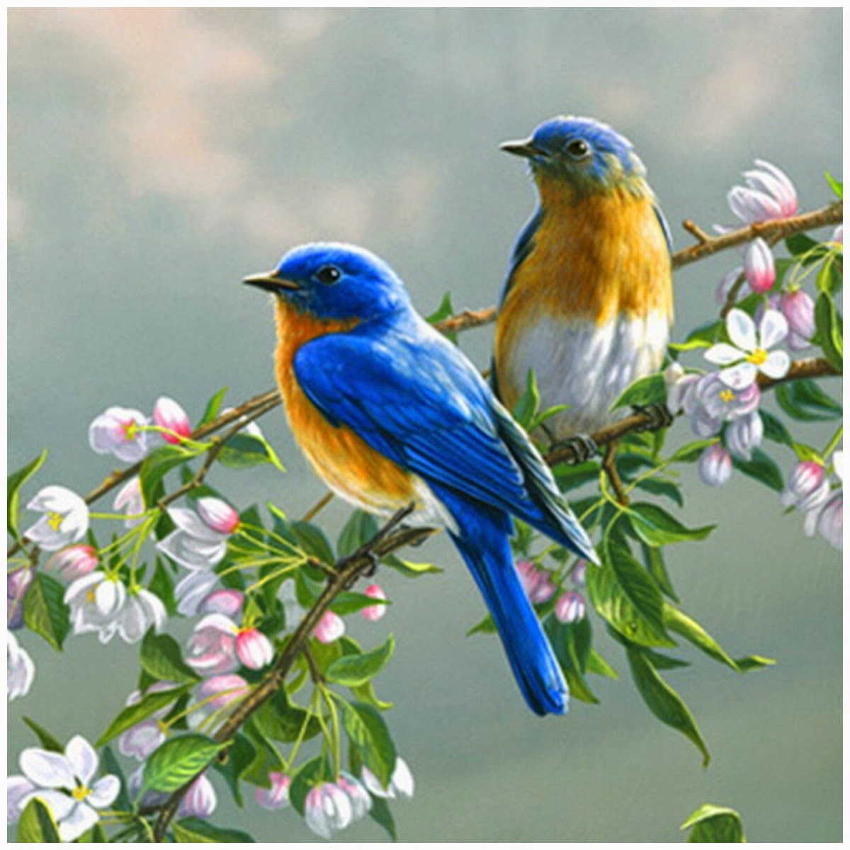 Miss Milla Cherry Birds And Flowers 462