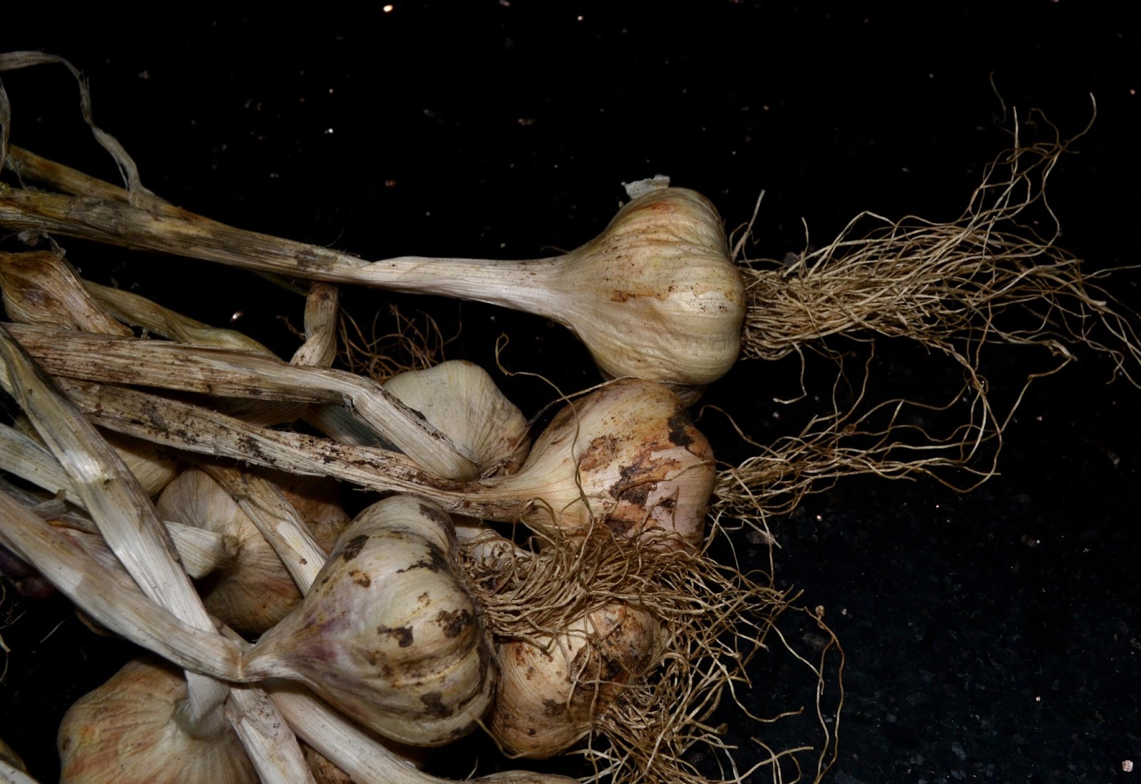 Garlic A Stylish Display to Ward Off Vampires.