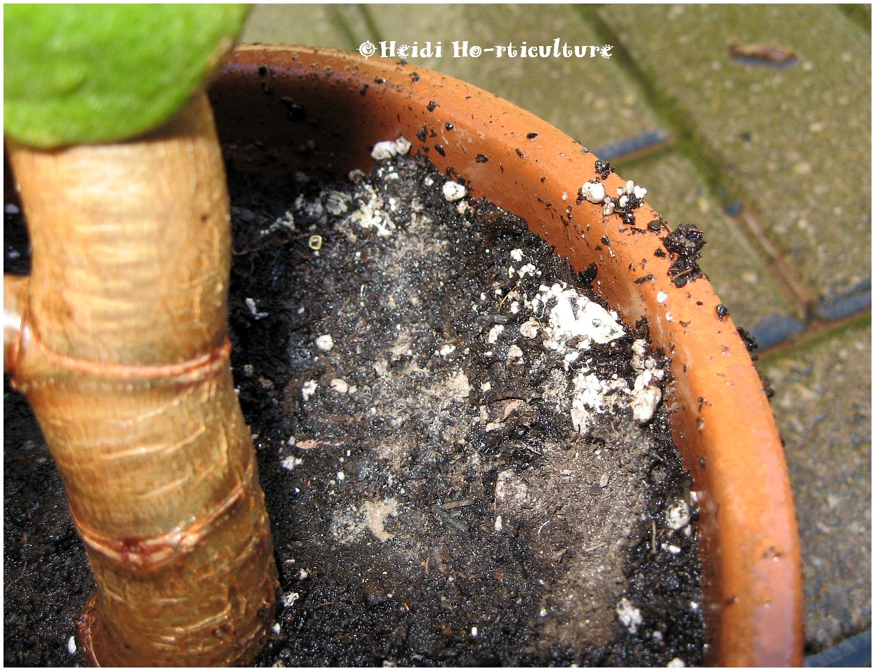 Heidi Horticulture Common House Plant Pests Part 4