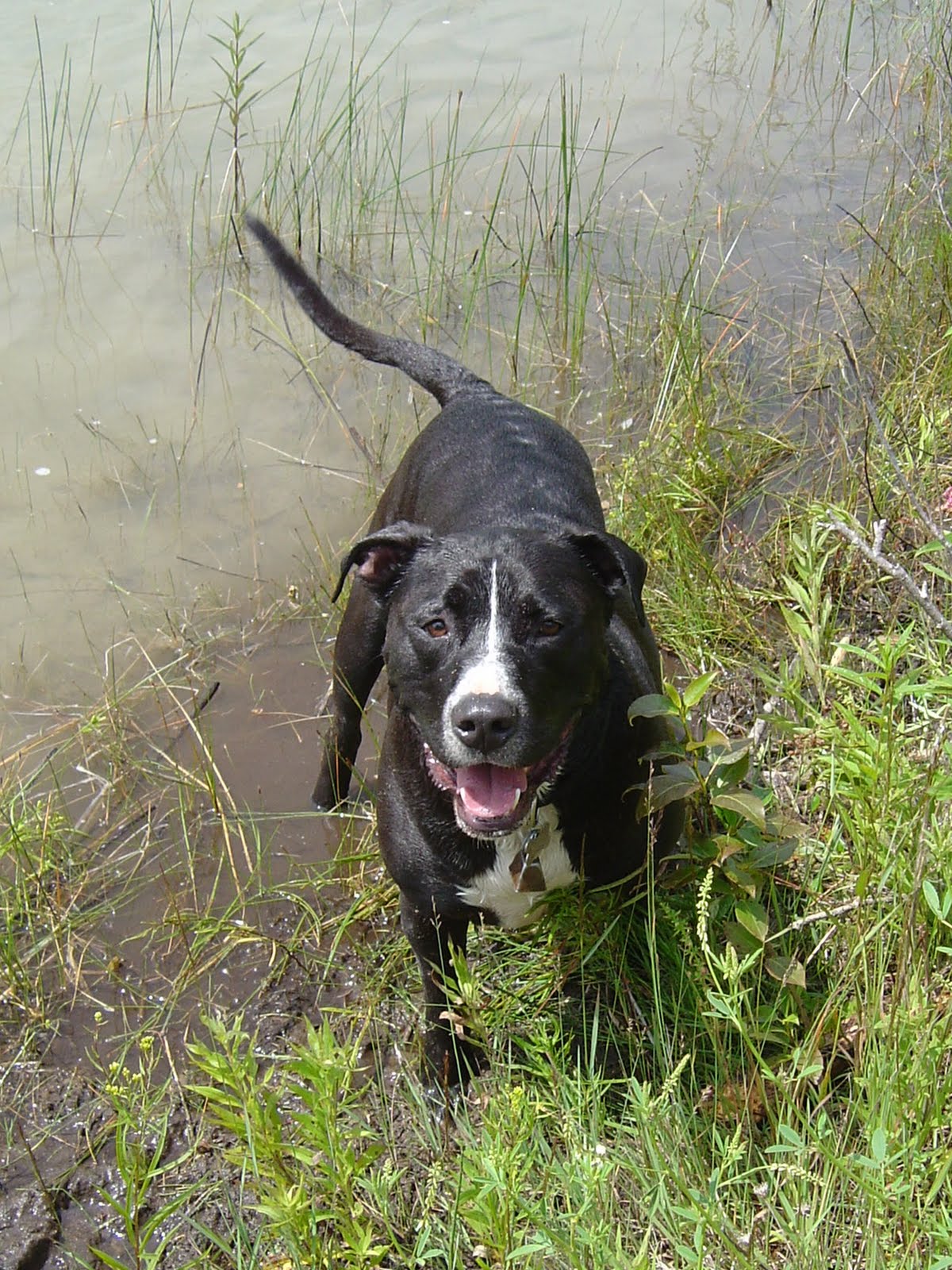 Why Is My Dog Swaying