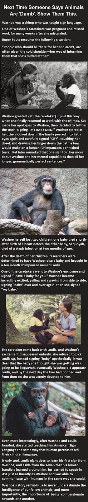 She Told The Chimp She Had Lost Her Baby. What The Chimp Did Next Was Heartbreaking She Told The Chimp She Had Lost Her Baby. What The Chimp Did Next Was Heartbreaking