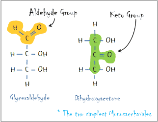 CARBOHYDRATES - Monosaccharides
