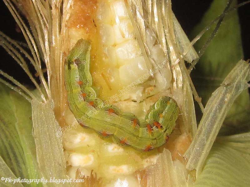 Corn Earworm Moth Nature, Cultural, and Travel Photography Blog