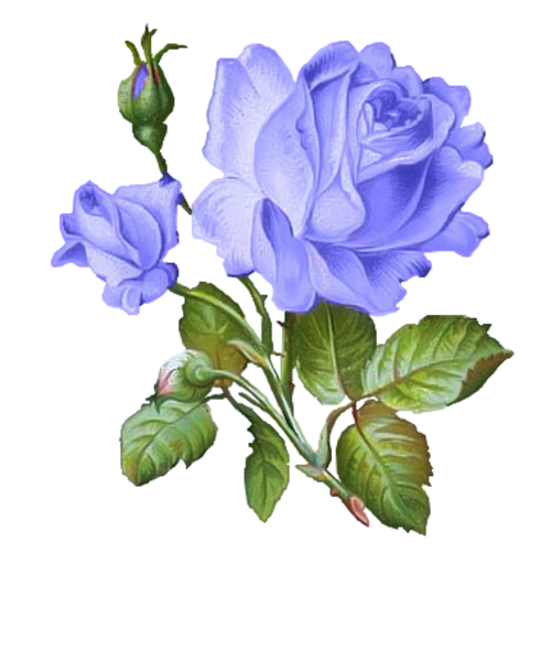 ForgetMeNot: blue roses