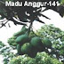 Jenis varietas buah mangga