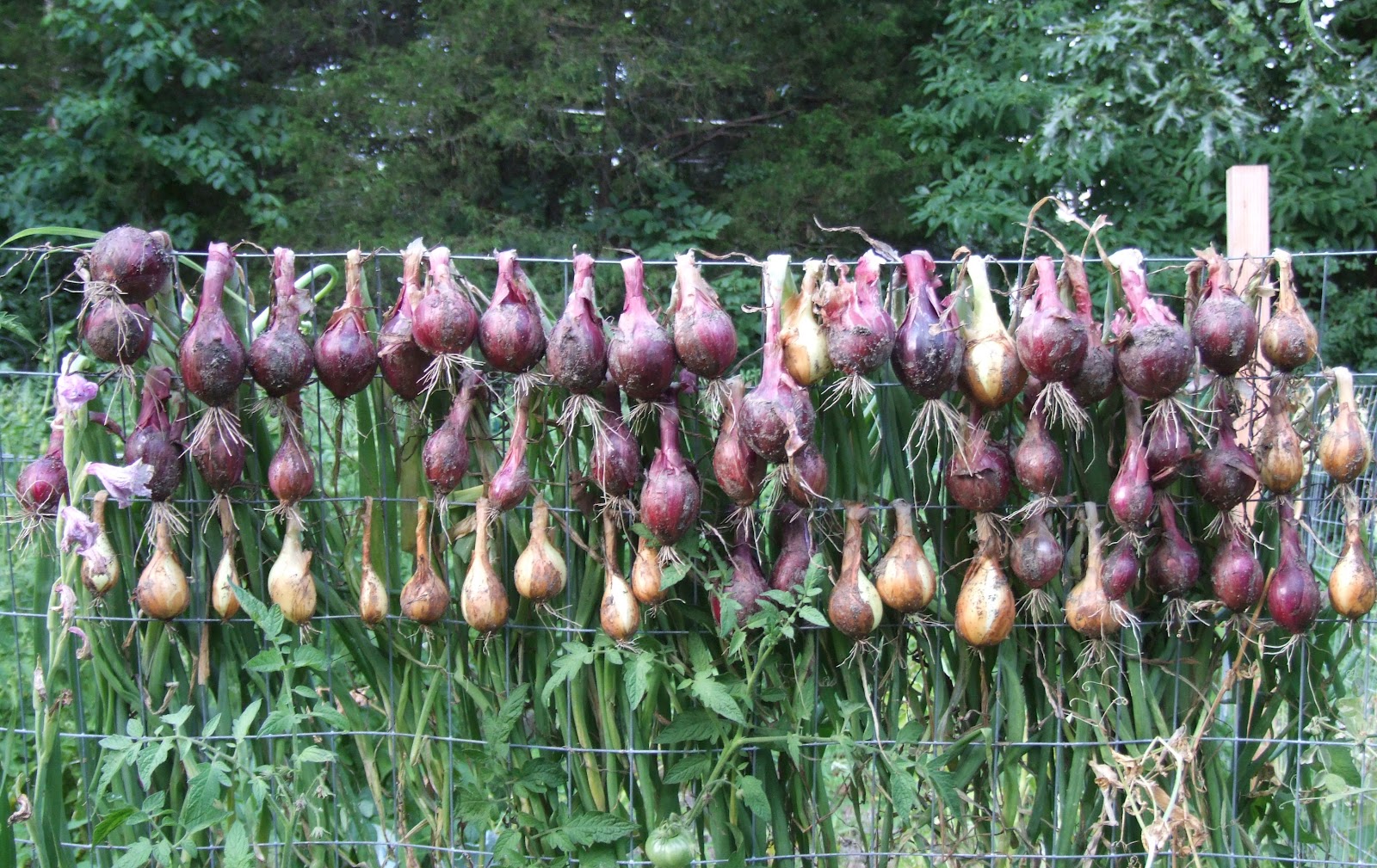Simple Garden Made Easy Curing Onions