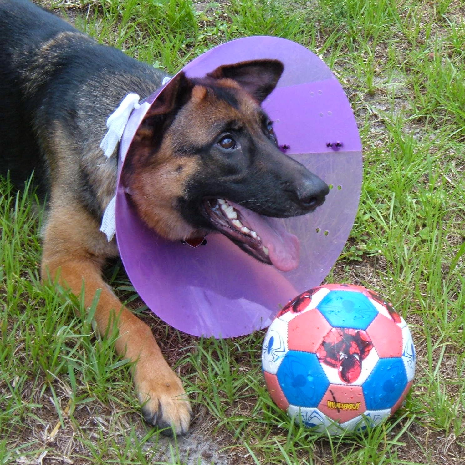 Kelley's Dog Blog Leg Protectors