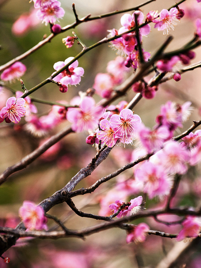 FROM THE GARDEN OF ZEN Red Ume (Japanese apricot) blossoms in Engakuji
