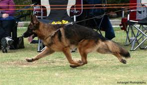 when do german shepherds get their period