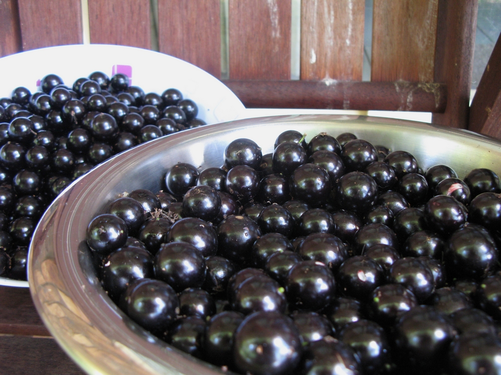 Through My Kitchen Window Jaboticaba Jelly