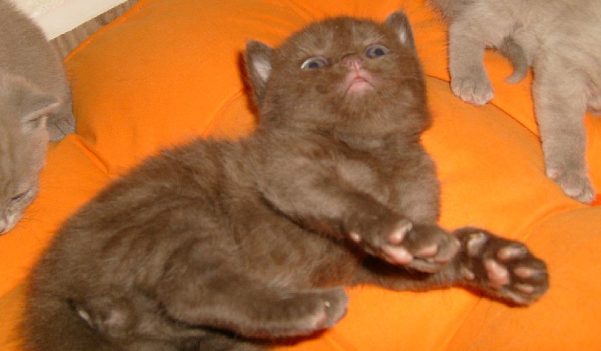 BRITISH SHORTHAIR WCF Federasyon secereli safkan British Shorthair