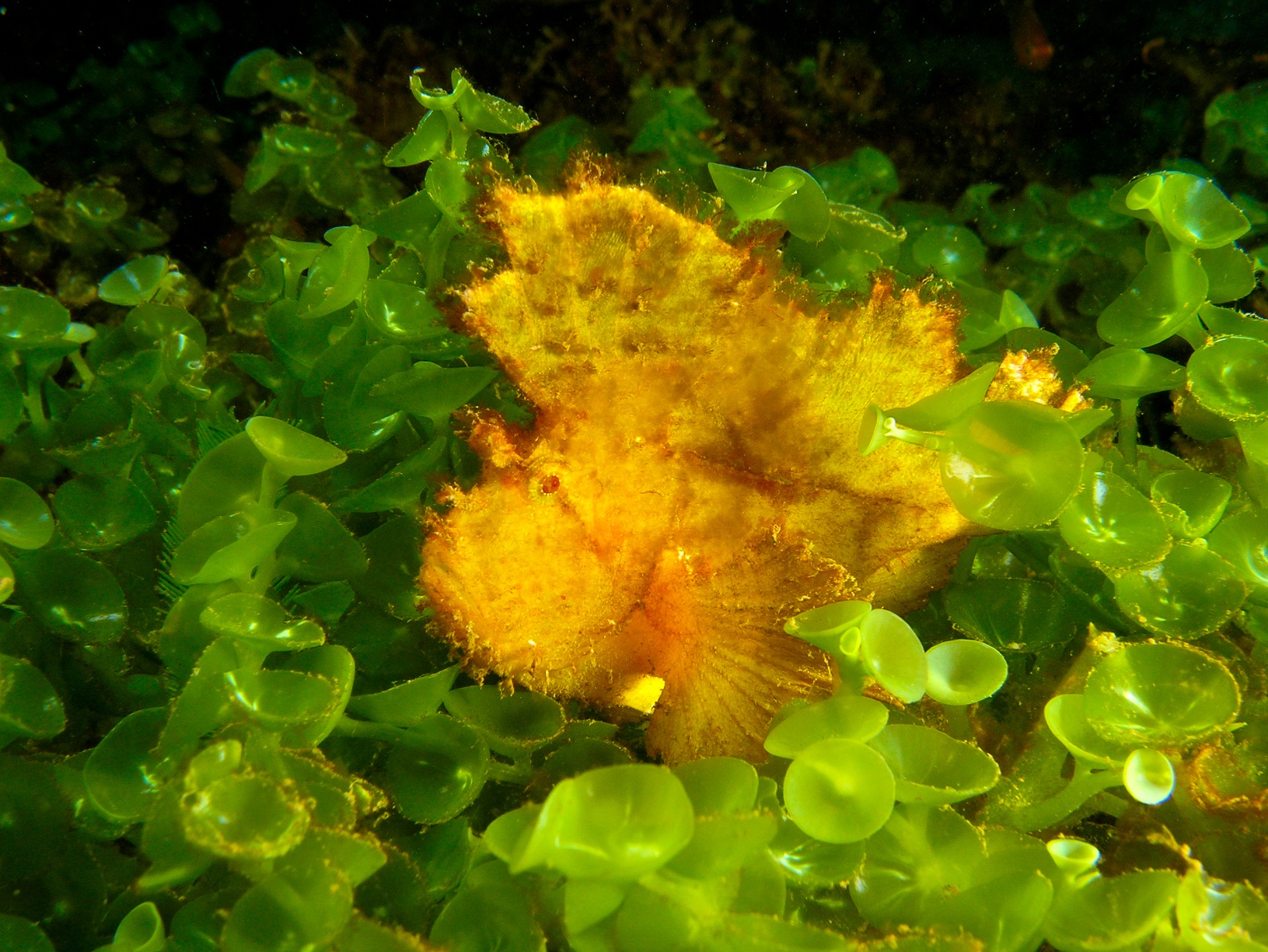 real monstrosities leaf scorpionfish