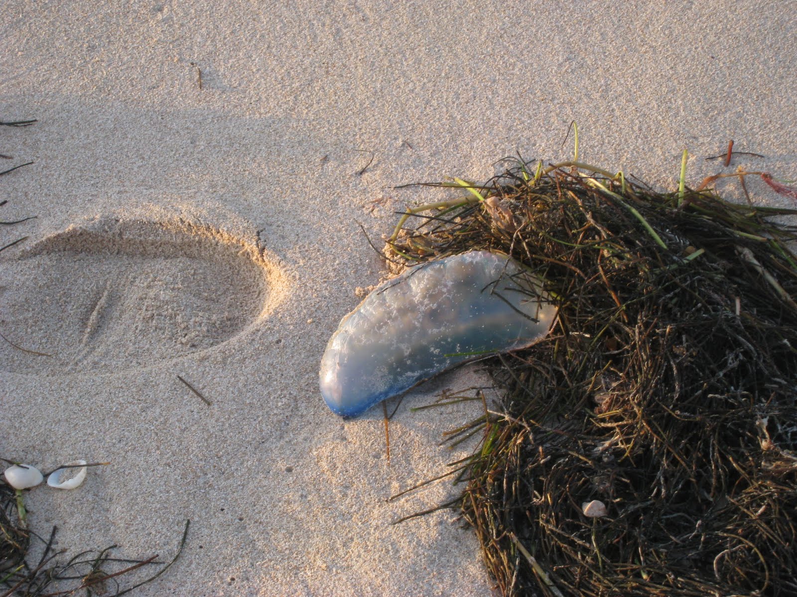 My Mérida Life A Seashore of Condoms