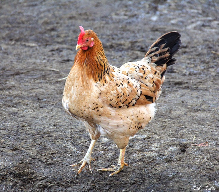 Hen Photo by Lady Lucas Hen Photo by Lady Lucas