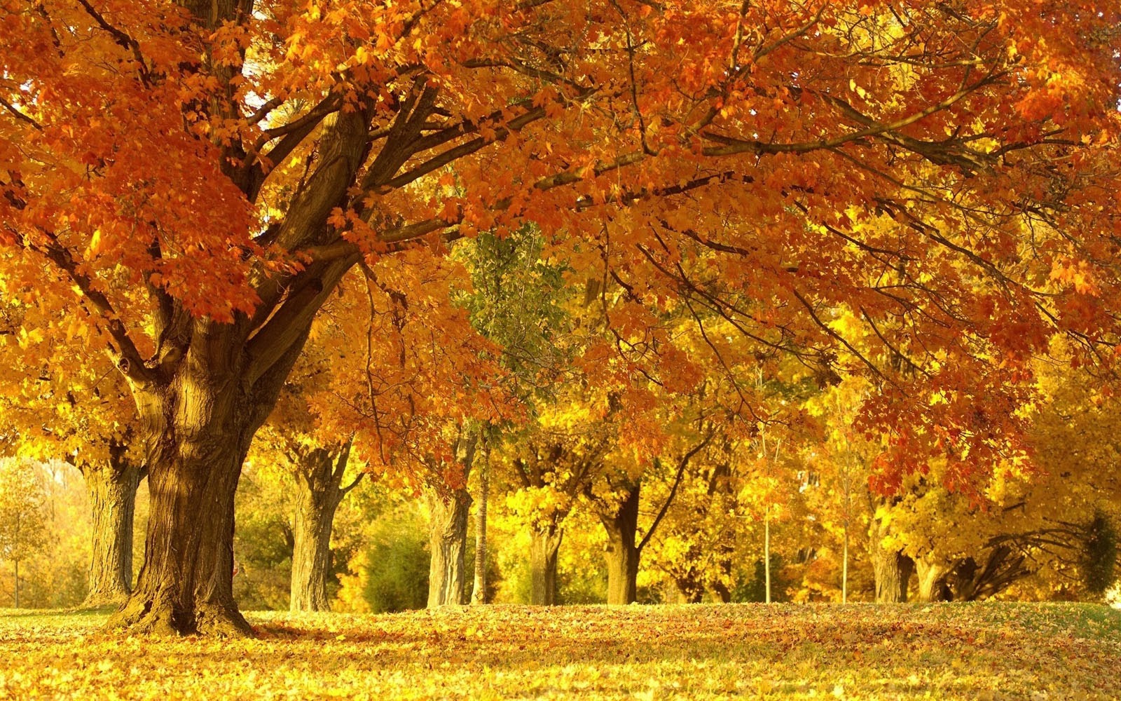 beautiful fall scenery beautiful fall scenery