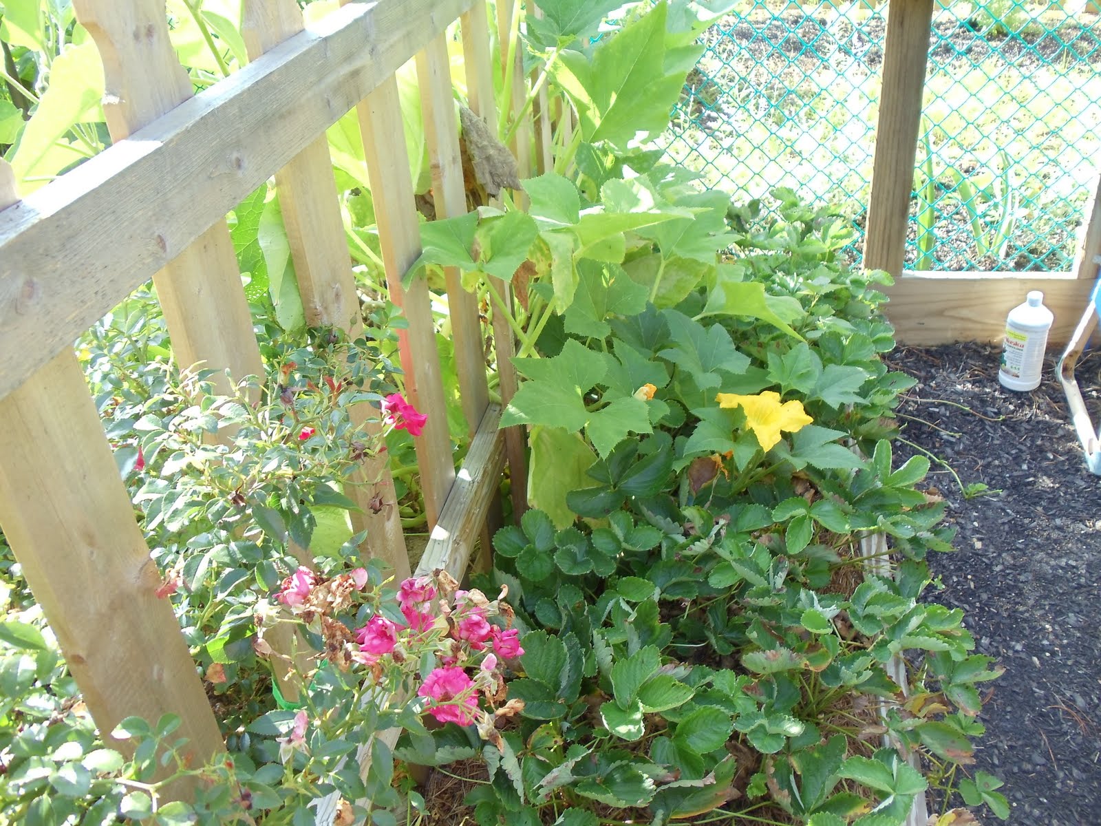 Debbie's Potager The Square Foot Garden versus the Squash