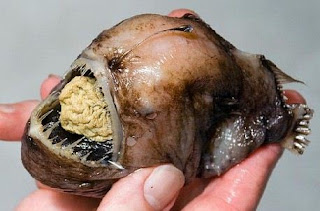 scary deep sea fish