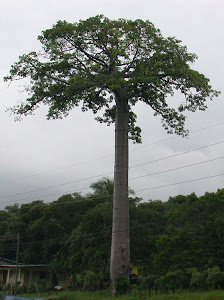 Hay Que Conservar La Naturaleza