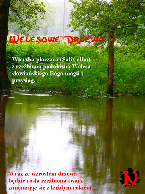 Wierzba płacząca (Salix alba) z rzeźbioną podobizną Welesa