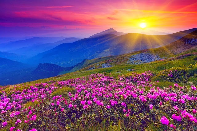 hidden flowers valley of himalaya hidden flowers valley of himalaya