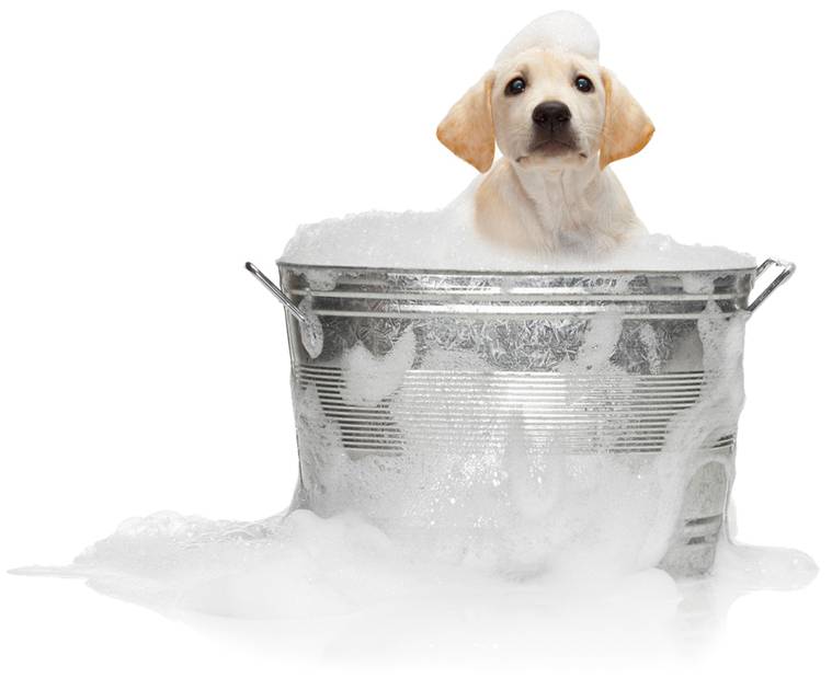 stepping stones canine rescue August 11, Dog Wash and Adoption Fair