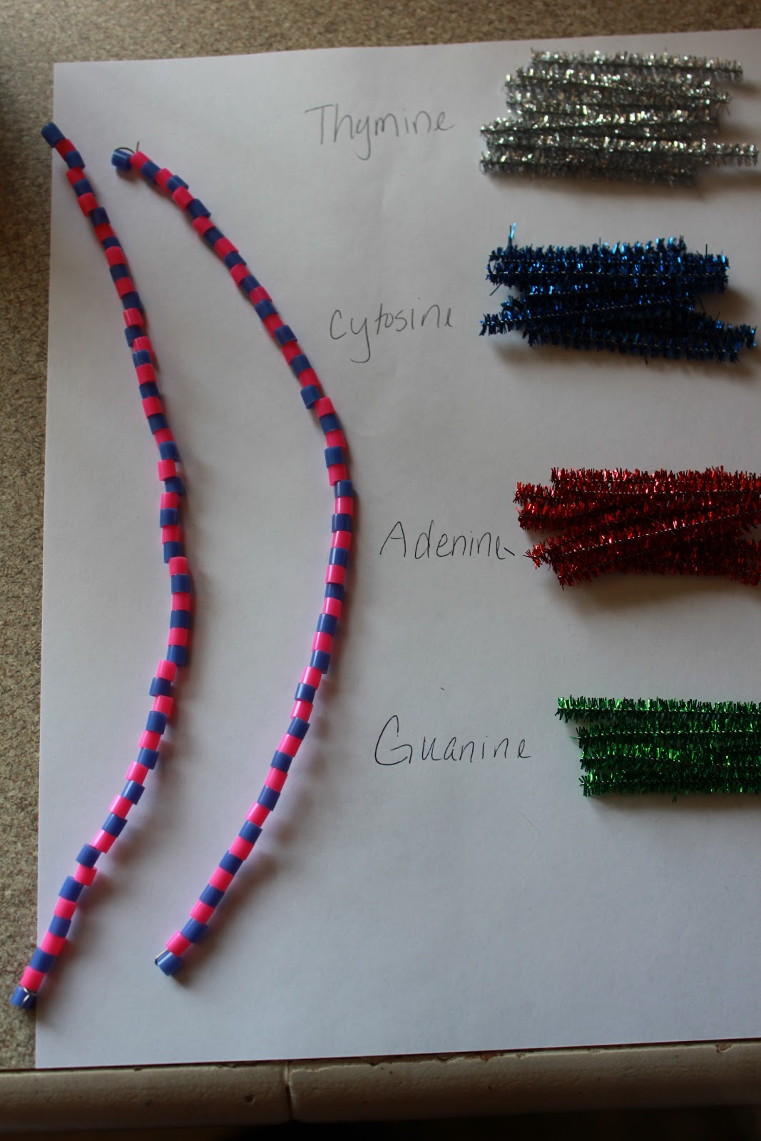 Biology Lab 2 Chromosome DNA Project