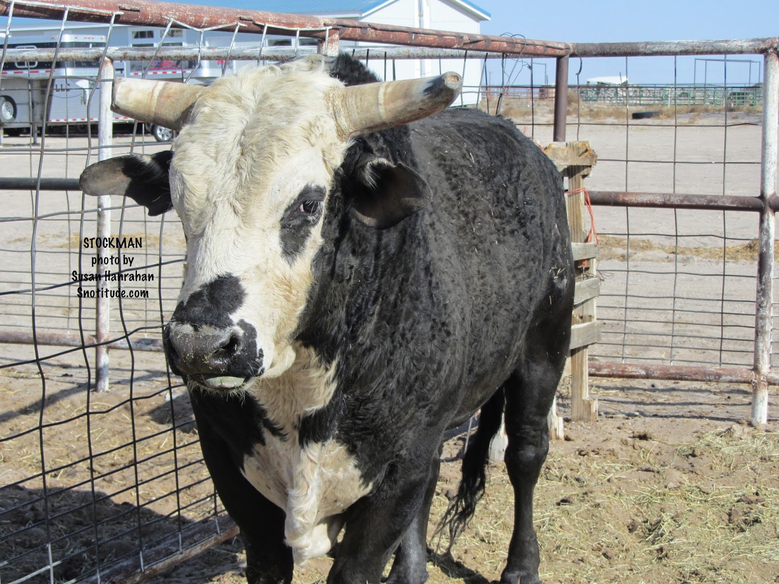 SNOTITUDE Bucking Bull Blog Go West, Rank Bulls!