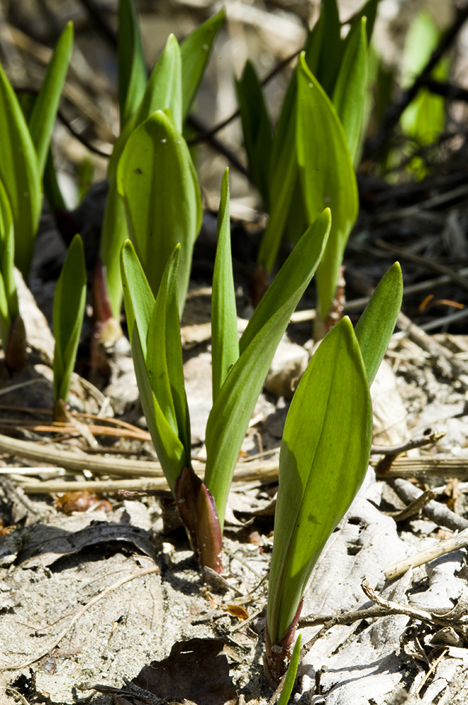 The 3 Foragers Foraging for Wild, Natural, Organic Food Ramps 2011