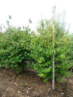 Heidi Horticulture Black Scale On Purple Leaf Sand Cherry Prunus