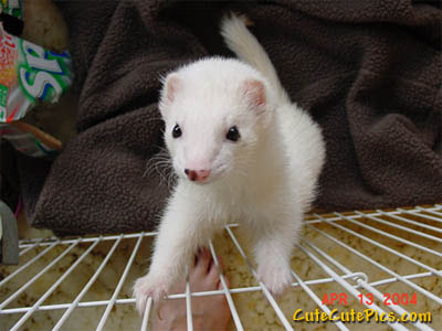 Two ferrets on steroids